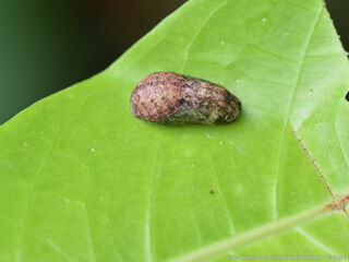 Iraota distanti distanti