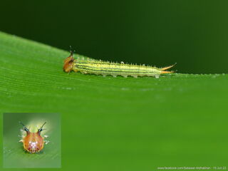 Elymnias dara darina