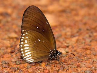 Euploea algea limborgii