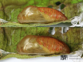 Arhopala centaurus nakula