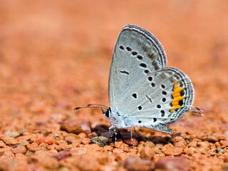 Cupido argiades diporides