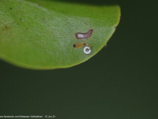 Tajuria yajna selangorana
