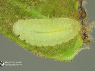 Arhopala birmana birmana