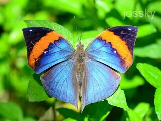 Kallima limborgii limborgii