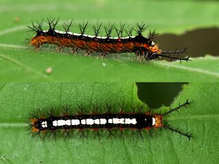 Ariadne specularia arca