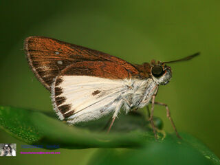 Iton semamora semamora