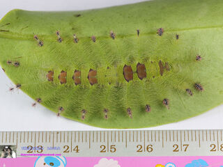 Euthalia lubentina lubentina