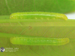 Eurema hecabe hecabe