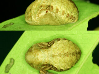 Amblypodia anita anita