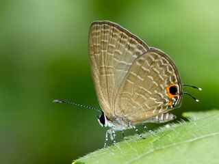 Jamides bochus bochus