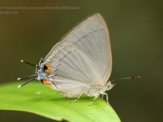 Lycaenidae (วงศ์ผีเสื้อสีน้ำเงิน)