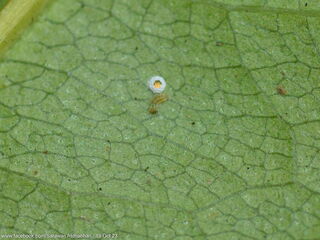 Thamala marciana marciana