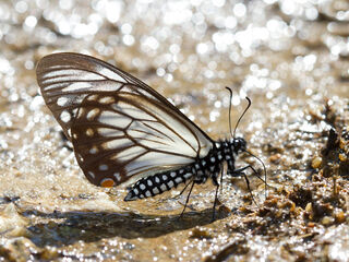 Papilio epycides hypochra