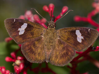 Celaenorrhinus asmara consertus