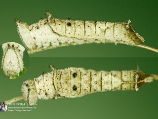 Neptis nashona aagaardi