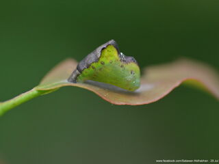 Tajuria ister tussis