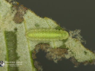 Arhopala rama ramosa