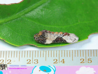 Tajuria cippus cippus