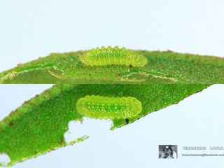 Neopithecops zalmora zalmora