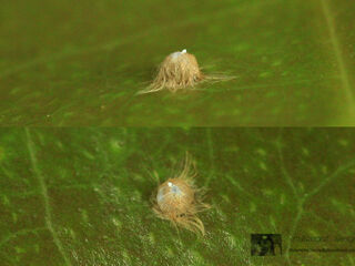 Tagiades litigiosa litigiosa