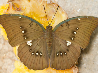 Euthalia dunya dunya