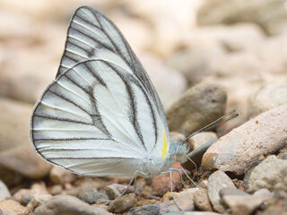 Appias olferna olferna