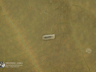 Drupadia ravindra boisduvalii