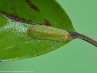 Tajuria deudorix ingeni