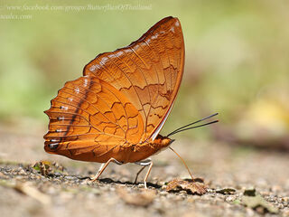 Charaxes distanti distanti