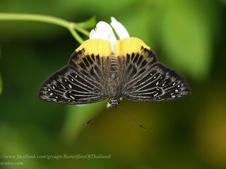 Mooreana trichoneura trichoneura