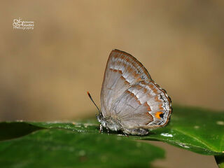 Deramas nolens pasteuri