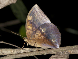 Discophora timora timora