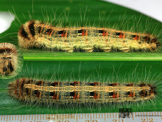 Discophora sondaica zal