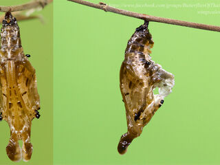 Limenitis dudu secius