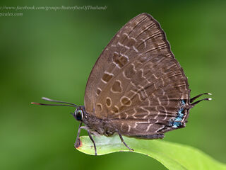 Arhopala eumolphus maxwelli