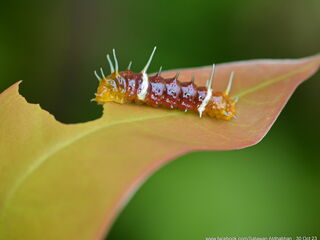 Thamala marciana marciana