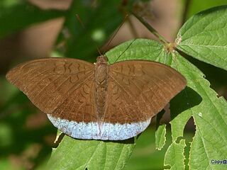 Tanaecia julii odilina
