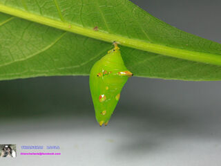 Cynitia lepidea cognata