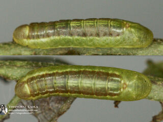 Anthene emolus emolus