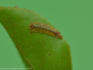 Tajuria deudorix ingeni