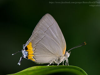Lycaenidae (วงศ์ผีเสื้อสีน้ำเงิน)