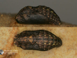 Charana mandarina mandarina