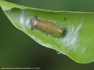 Semanga superba deliciosa