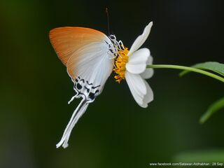 Jacoona anasuja anasuja