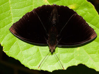 Rohana tonkiniana siamensis