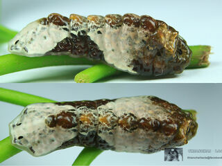 Tajuria cippus cippus