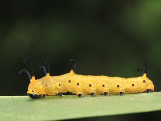 Euploea midamus chloe