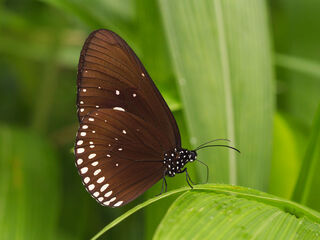 Nymphalidae (วงศ์ผีเสื้อขาหน้าพู่)
