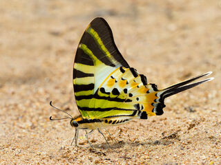 Graphium antiphates nebulosus