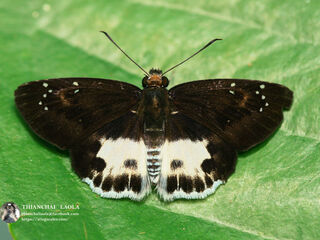 Tagiades cohaerens cynthia